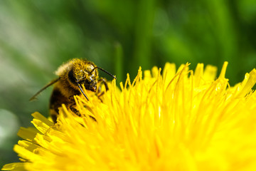 A close up of a worker bee collecting pollen on a dandelion blossom. 