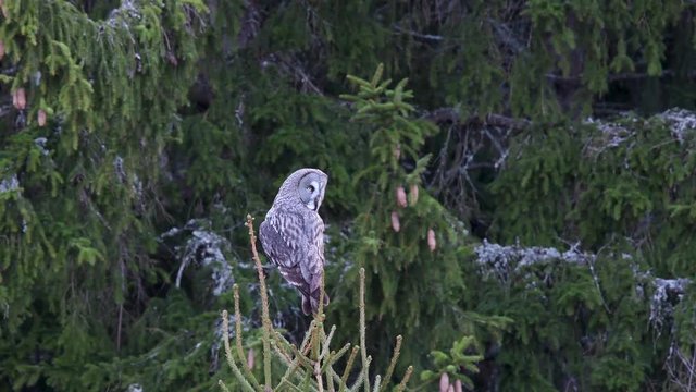Great Grey Owl watching fot prey