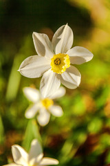 Blooming Narcissus daffodils. Flower bed jonquils with blurred bokeh background. Inspirational natural floral spring or summer blooming garden or park. Colorful blooming ecology nature landscape