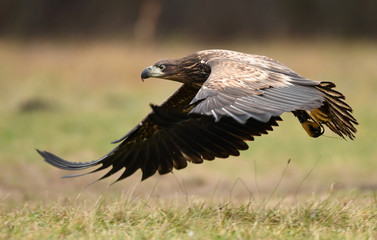White tailed eagle (Haliaeetus albicilla)