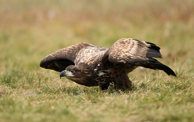 White tailed eagle (Haliaeetus albicilla)