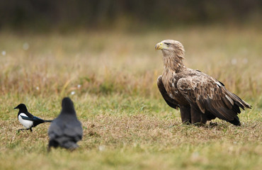 White tailed eagle (Haliaeetus albicilla)