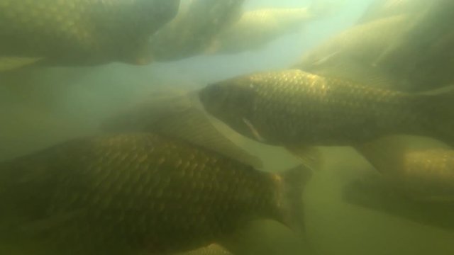 Wild carp swimming under water