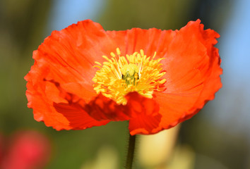 Arctomecon merriamii, red poppy macro