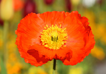 Arctomecon merriamii, red poppy macro