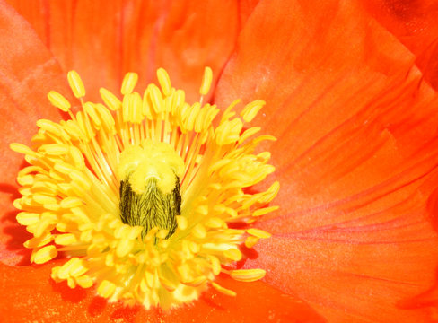 Arctomecon merriamii, red poppy macro