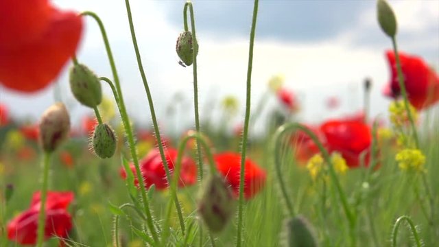 Poppy flowers field. Rural landscape with red blooming poppies. Slow motion video footage 4K UHD video 3840X2160