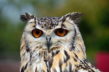 Horned owl