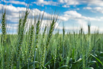 Wheat field close-up