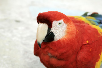 A close up of a colorful parrot's head.