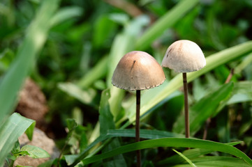 A close up of a pair of common fungus found in grass.