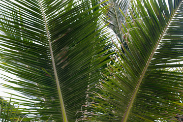 Beautiful leaves of the palm