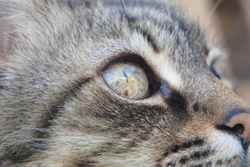 Macro de gato pardo foto de olho e nariz, parte do focinho do gato