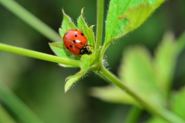 Marienkäfer auf grünem Blatt in der Natur