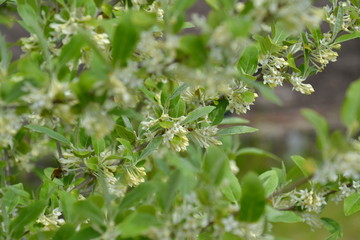 Fototapeta premium Elaeagnus umbellata in bloom