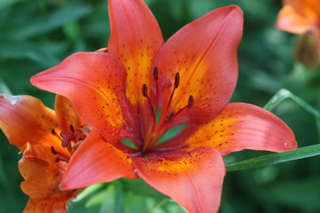 orange garden lily