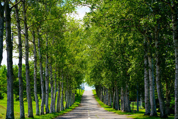 白樺の並木道