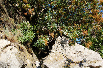 sea, rocks, trees and sky