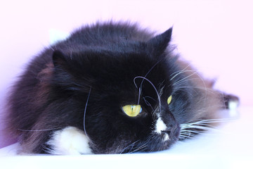 Muzzle of cat. Cute muzzle of black cat closeup