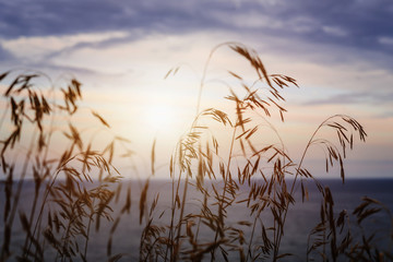 Grass at sunset