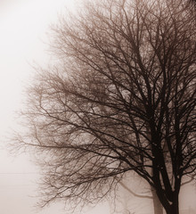 Leafless tree in fog