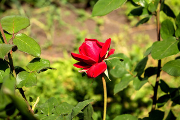 The open, bright bud of a red rose grows in the garden