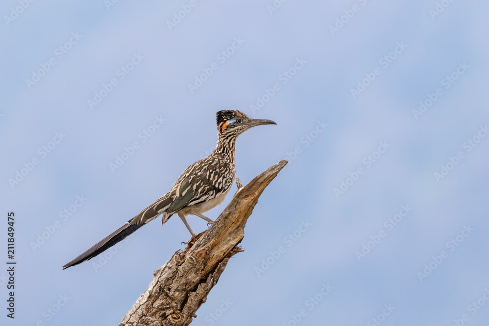 Wall mural Roadrunner on branch, surveying its domain in central New Mexico