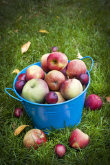 Apple harvest