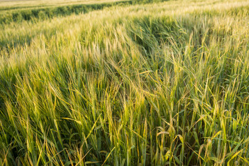 Młody jęczmień na polu © Piotr Szpakowski