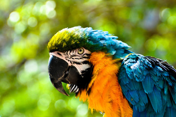 Macaw Head-shot With Green Forest Background