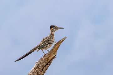 Roadrunner on branch, surveying its domain in central New Mexico