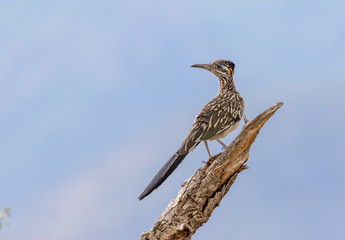 Roadrunner on branch, surveying its domain in central New Mexico