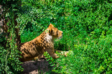 lioness in the grass © Oleksandr