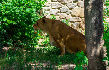 lioness in the grass © Oleksandr