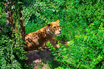 lioness in the grass © Oleksandr