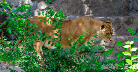 lioness in the grass © Oleksandr