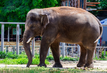 Asian elephant