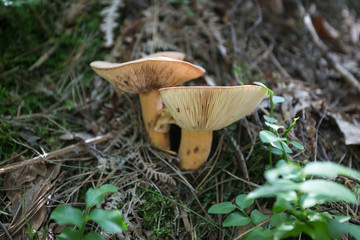fresh wild mushroom in the forest dirt