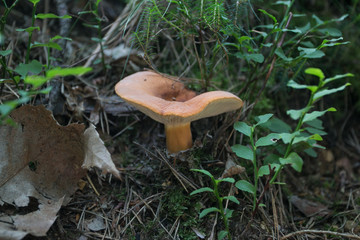 fresh mushroom in the forrest