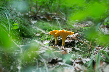 fresh chanterelle mushroom in the forest dirt