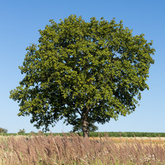 Spitzahorn (Acer platanoides) im Sommer; Ahornbaum; Norway Maple in Germany