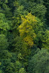 Fototapeta na wymiar Aufsicht auf Wald / Baumkronen / Luftaufnahme / Grüne Bäume