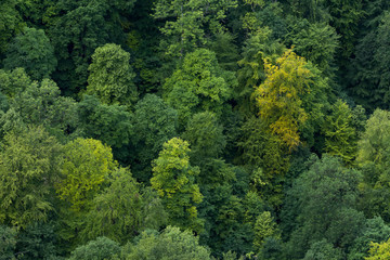 Naklejka na ściany i meble Aufsicht auf Wald / Baumkronen / Luftaufnahme / Grüne Bäume