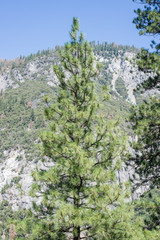 Tunnel View El Capitan Half Dome Yosemite Valley Yosemite National Park California
