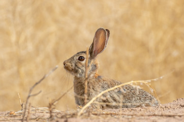Cottontail rabbit, alert and frozen in place in dried grasses in central new mexico