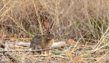 Naklejka na ściany i meble Cottontail rabbit, alert and frozen in place in dried grasses in central new mexico