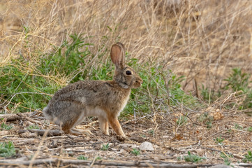 Naklejka na ściany i meble Cottontail rabbit, alert and frozen in place in dried grasses in central new mexico