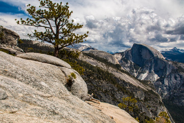 A Tree with the best view