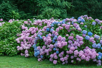 Obraz premium colorful blooming hydrangea background