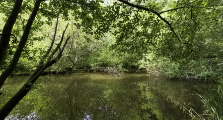 Cuban swamp - Peninsula de Zapata National Park / Zapata Swamp, Cuba